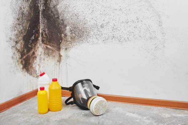 Best Attic Mold Removal  in Wenatchee, WA