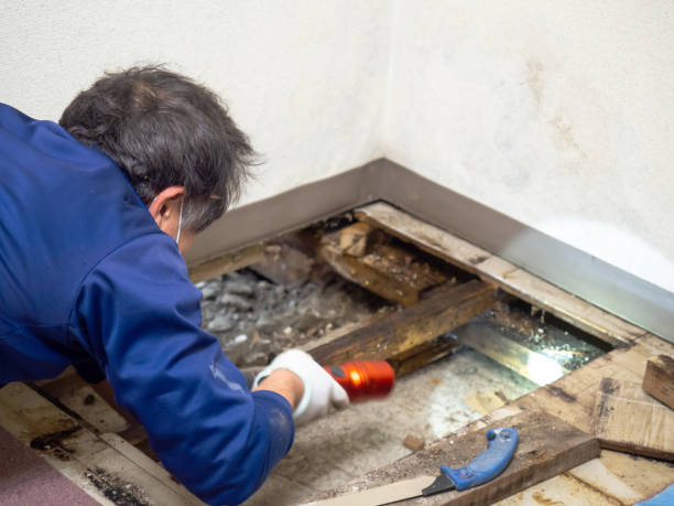 Mold Removal Process in Wenatchee, WA
