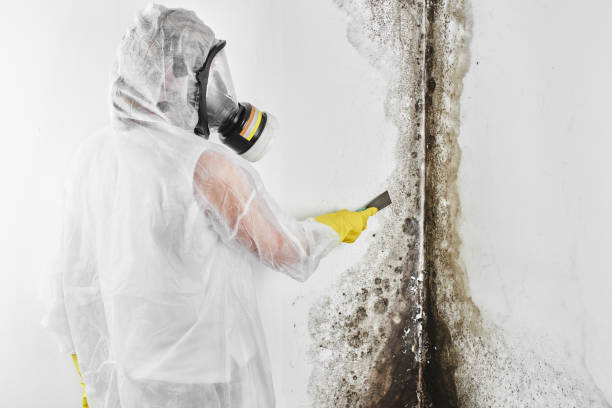 Best Mold Testing  in Wenatchee, WA