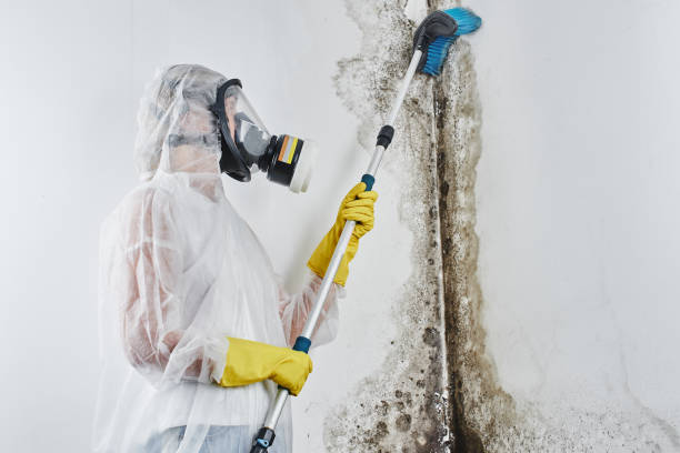 Best Best Mold Removal Companies  in Wenatchee, WA