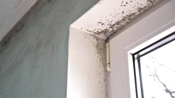 Crawl Space Mold Removal in Wenatchee, WA