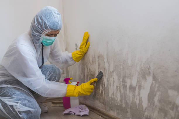 Best Mold Damage Repair  in Wenatchee, WA