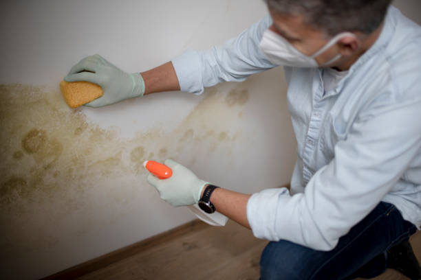 Best Best Mold Removal Companies  in Wenatchee, WA