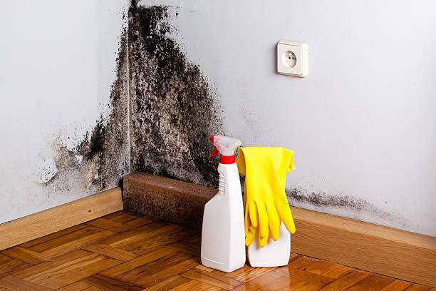 Crawl Space Mold Removal in Wenatchee, WA