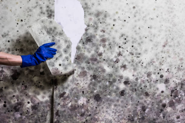 Best Commercial Mold Removal  in Wenatchee, WA