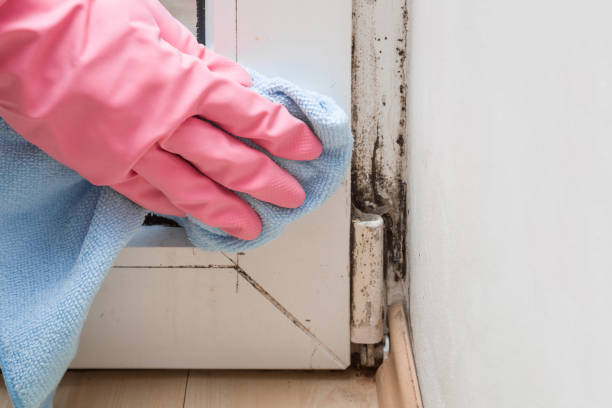 Best Certified Mold Removal  in Wenatchee, WA