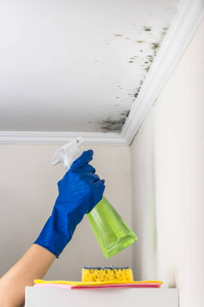 Best Mold Cleaning Services  in Wenatchee, WA