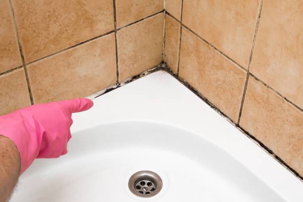 Best Mold Removal Near Me  in Wenatchee, WA