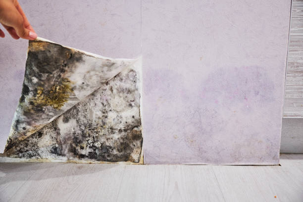 Best Residential Mold Removal  in Wenatchee, WA